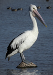 Australian Pelican