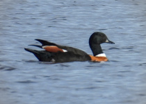 Australian Shelduck