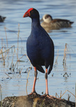 Australasian Swamphen