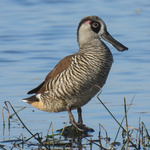 Pink-eared Duck