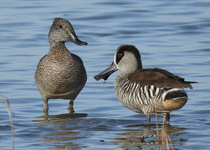 Freckled Duck