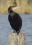 Great Cormorant