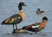 Australian Shelduck