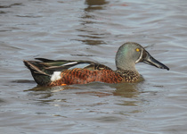 Australasian Shoveler