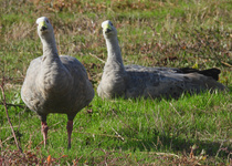 Cape Barren Goose
