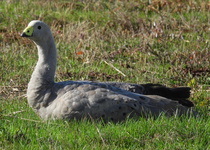 Cape Barren Goose