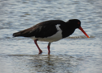 Pied Oystercatcher
