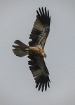 Whistling Kite
