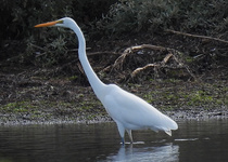 Great Egret