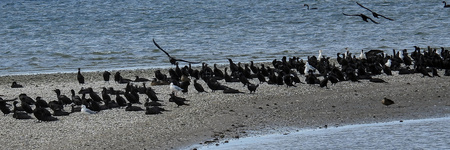 Little Black Cormorant