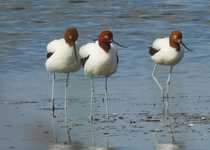 Red-necked Avocet