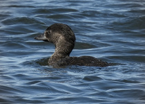 Musk Duck