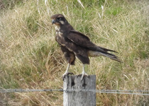 Brown Falcon