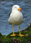 Pacific Gull