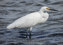 Little Egret