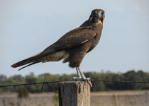 Brown Falcon