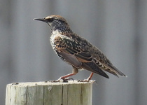 European Starling