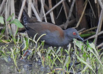 Spotless Crake