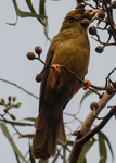 Bell Miner