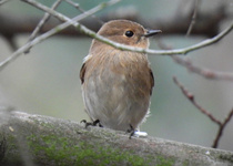Flame Robin