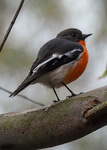 Flame Robin