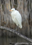 Eastern Cattle-Egret