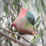 Australian King-Parrot