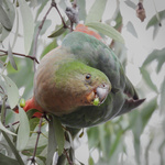 Australian King-Parrot