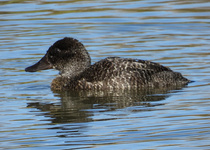Musk Duck