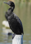 Little Black Cormorant