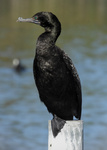 Little Black Cormorant