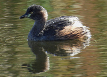 Australasian Grebe