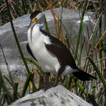 Pied Cormorant