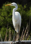 Great Egret