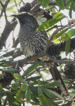 Little Wattlebird