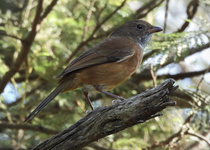 Olive Whistler