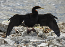 Australasian Darter