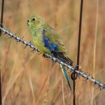 Blue-winged Parrot