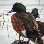 Chestnut Teal