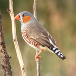 Zebra Finch