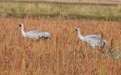 Brolga