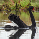 Black Swan