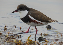 Red-kneed Dotterel