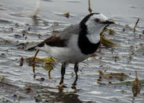 White-fronted Chat