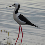 Pied Stilt