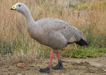 Cape Barren Goose