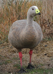 Cape Barren Goose