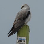 Black-shouldered Kite