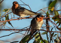 Welcome Swallow