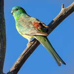 Red-rumped Parrot